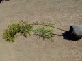 Neem