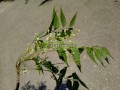 Neem