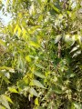 Neem