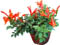Bignonia naranja