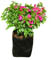Buganvilia Fucsia o Cuautla