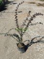 Berberis
