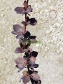 Berberis
