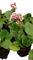 Bergenia