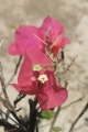 Buganvilia Fucsia o Cuautla