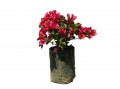 Buganvilia Fucsia o Cuautla