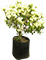 Buganvilia Mini Blanca