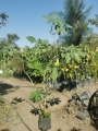 Floripondio