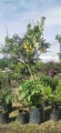 Floripondio