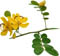 Cassia tomentosa