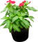 Vinca