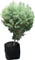 Cedro blanco