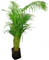 Palma areca