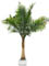 Palma de coco