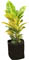 Croto 'Petra' amarillo