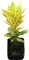 Croto 'Petra' amarillo