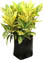 Croto 'Petra' amarillo