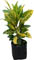 Croto 'Petra' amarillo