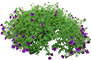 Calibrachoa