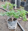 Caliandra rosa