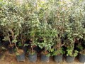 Camelia