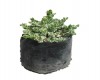 Carisa variegata