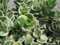 Carisa variegata