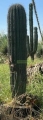 Carnegiea gigantea