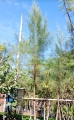 Casuarina