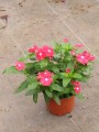 Vinca