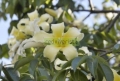 Ceiba blanca