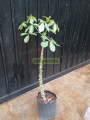 Ceiba blanca