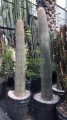 Cephalocereus