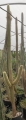 Cephalocereus palmeri