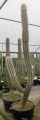 Cephalocereus palmeri