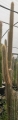 Cephalocereus palmeri