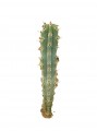 Cephalocereus xiotilla