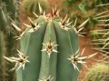 Cephalocereus xiotilla
