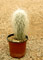 Cactus viejito