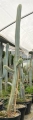 Cereus aethiops
