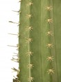 Cactus candelabro