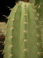 Cactus candelabro