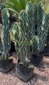 Cactus espiral