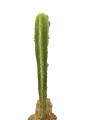 Cactus candelabro