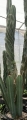 Cactus espiral