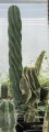 Cactus espiral