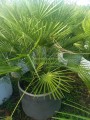 Palma Chamaerops