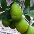 Limón Eureka