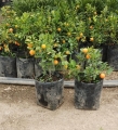 Calamondin