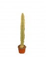 Cleistocactus jujuyensis